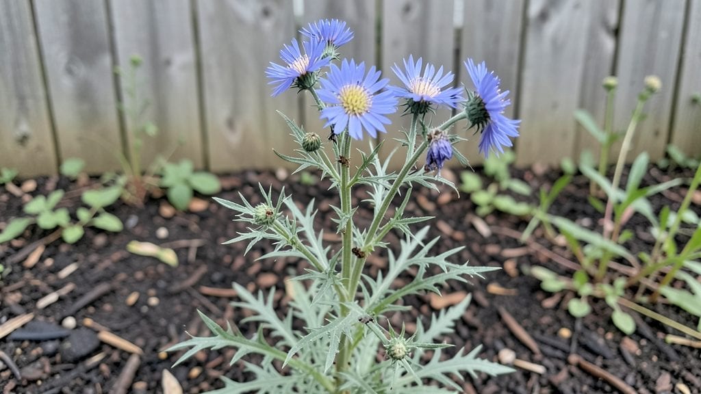 Field of Cornflowers: Pollinator Haven With 60-Day Blooms